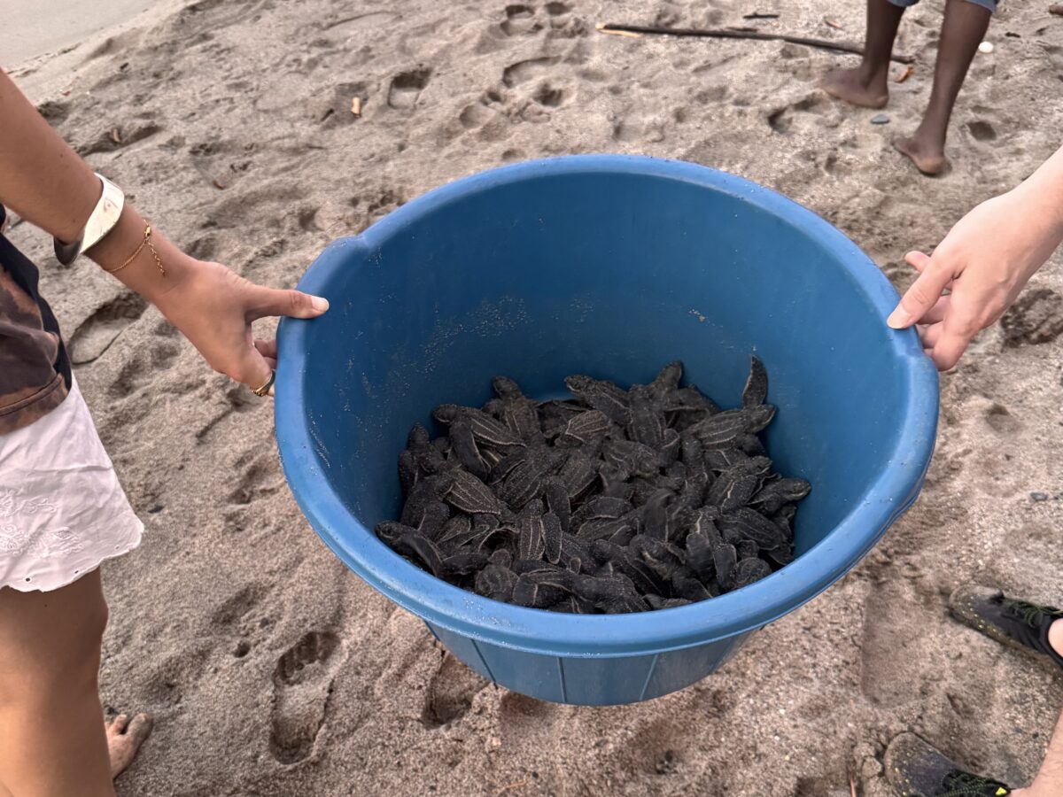 Leatherback hatchlings on Grande Riviere Beach