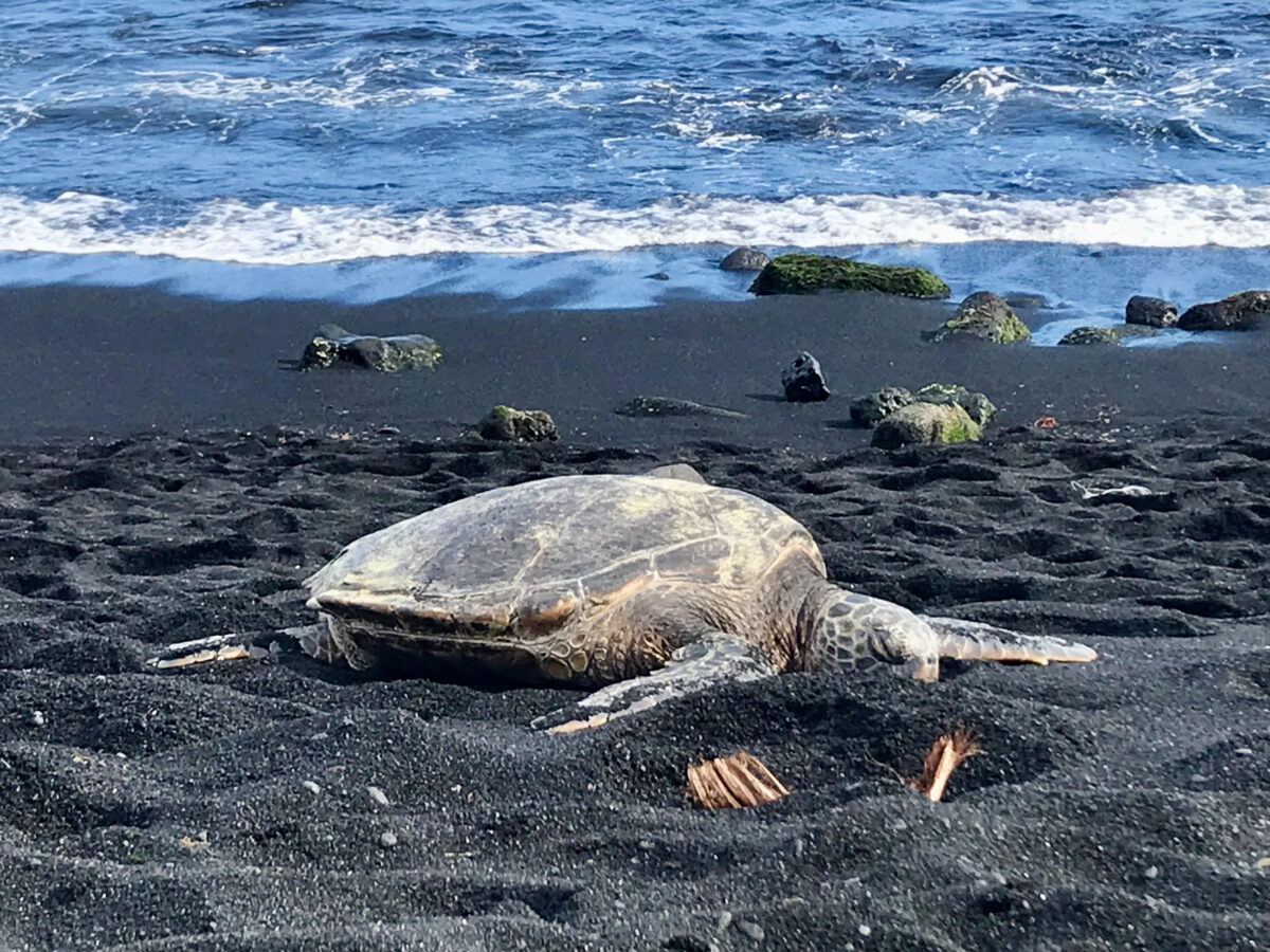 Punalu Black Sand Beach, Big Island turtle.