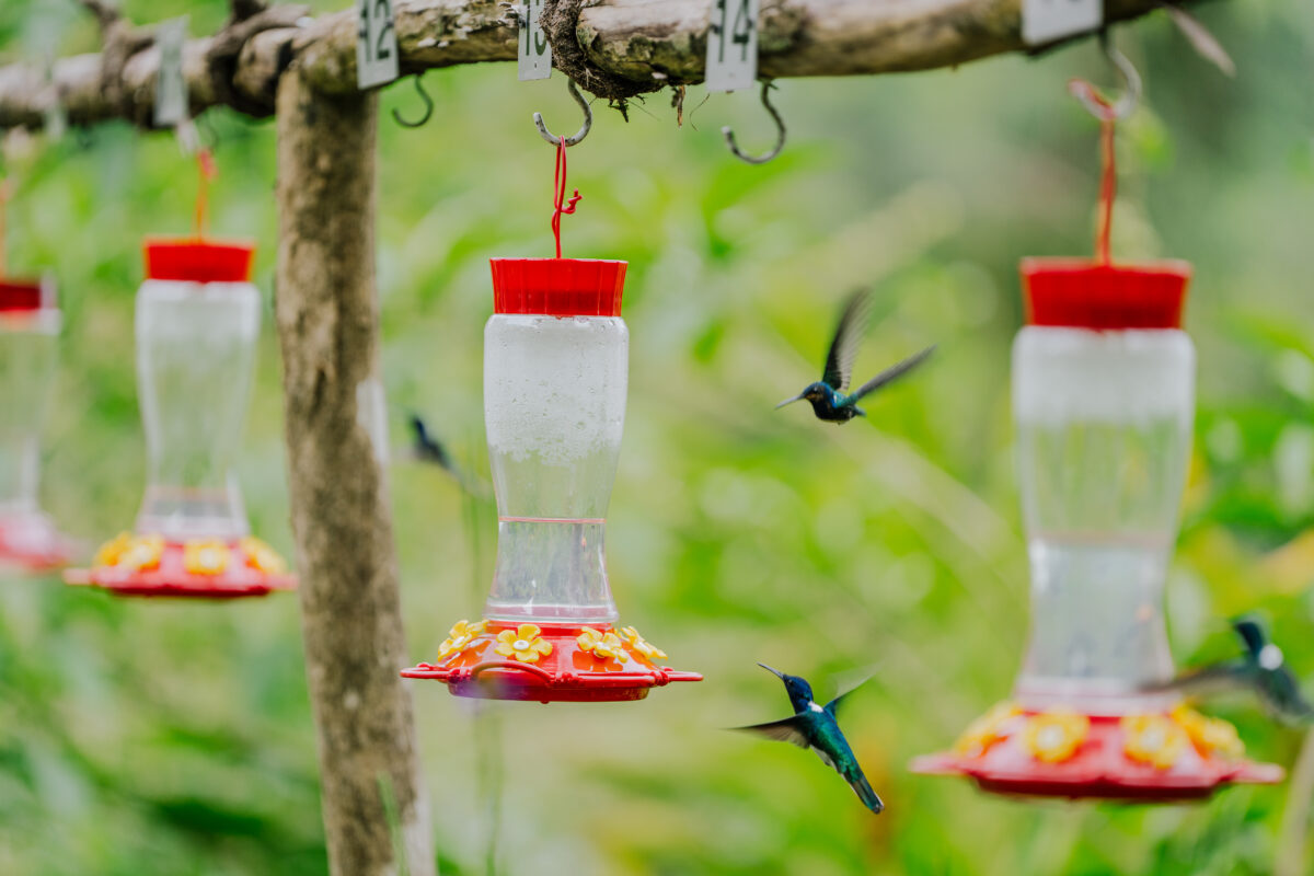The hummingbird garden at the ASA Wright Nature Centre.