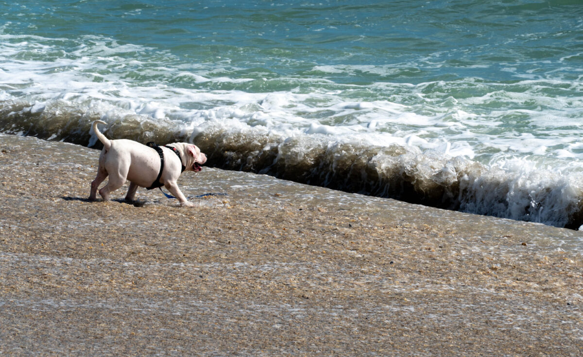 Walton Rocks Beach with dog.