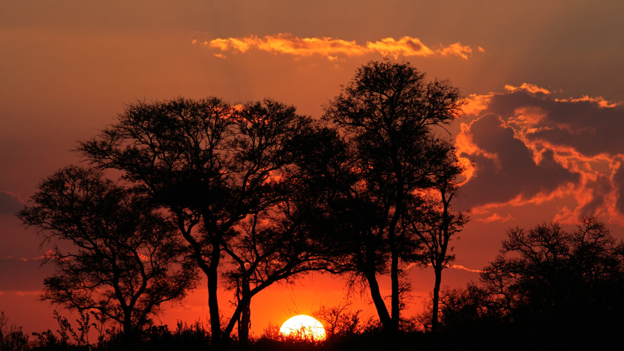 Savanna sunset, South Africa.
