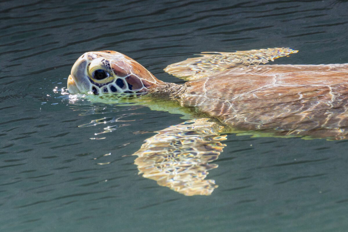 Green Sea Turtle - Dry Tortugas National Park. 