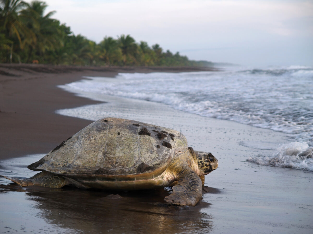 Sea turtle in Tortuguero National Park, Costa Rica.