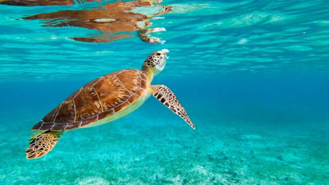 The Best Beaches Around the World to Spot Sea Turtles