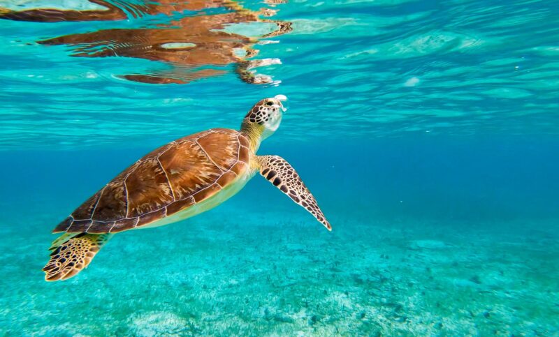 Green Sea Turtle swimming underwater, Atlantic Ocean, Spotts Beach, Cayman Islands.