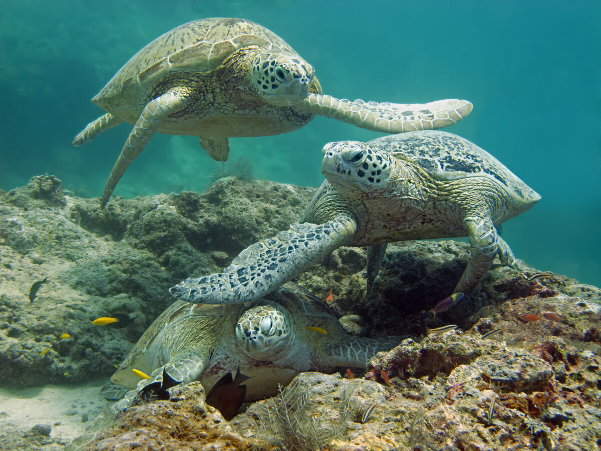 Sea Turtle Traffic Jam, Borneo. 