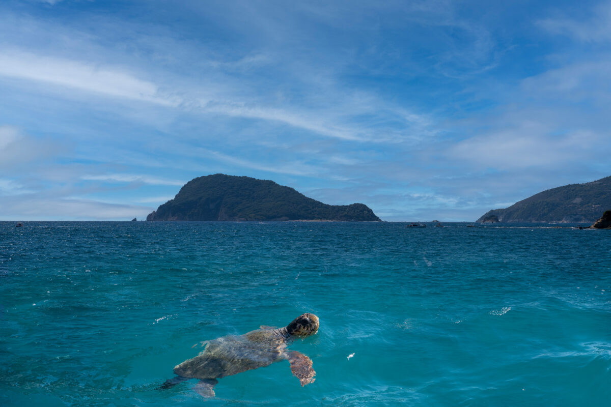 Loggerhead sea turtle spotted swimming in Marathonisi also known as Turtle Island in laganas bay famous for loggerhead turtle breeding located in Zante, Zakynthos, Greece.