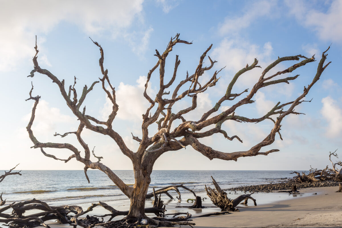 Tree at Driftwood Beach, Jekyll Island, Georgia.