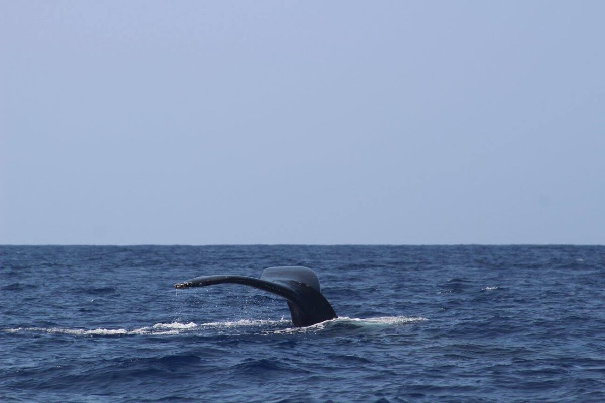 Big Island whale tail off the Kona coast