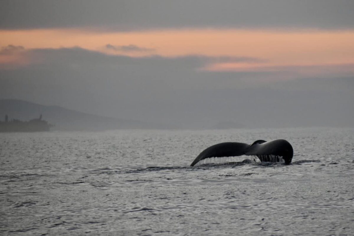 Maui whale tail at sunrise near Honokowai Beach Park.