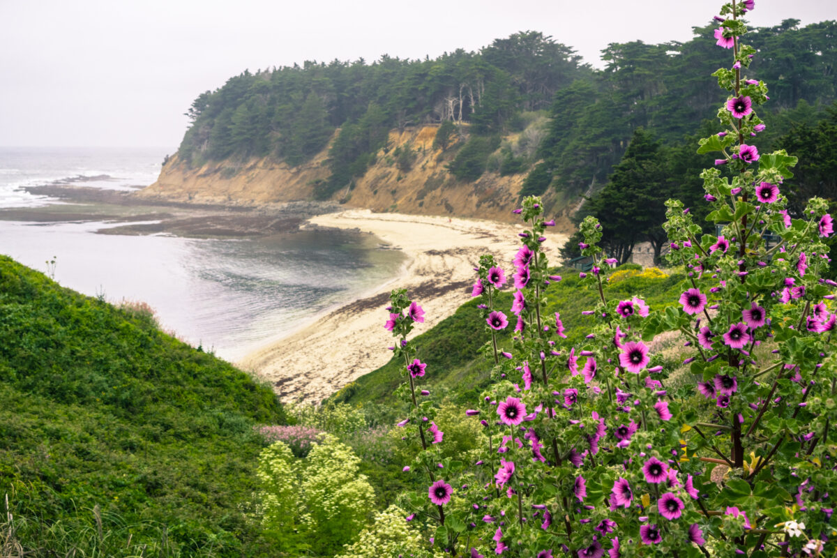 Tree Mallow Malva Arborea blooming on the Pacific Ocean coast, Moss Beach, California; foggy coastal landscape in the background