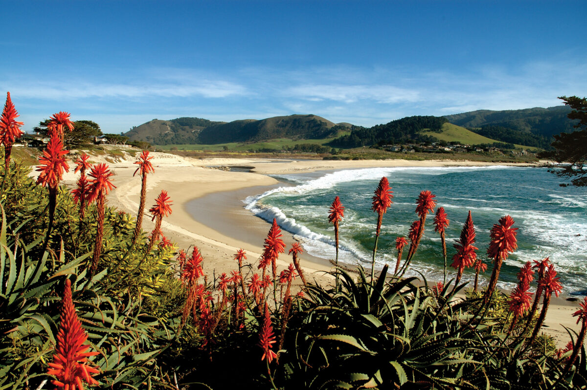 Red and orange flowers on a beautiful Carmel beach.