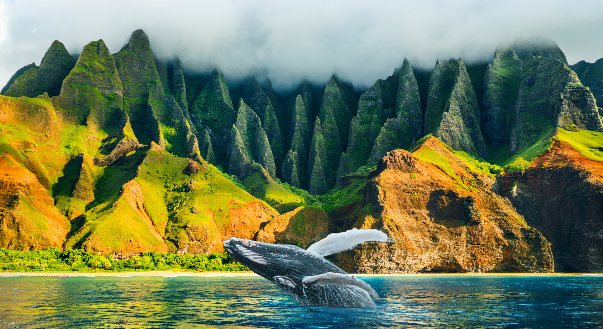 Whale Watching in Hawaii This Winter: Best Islands and Tours
