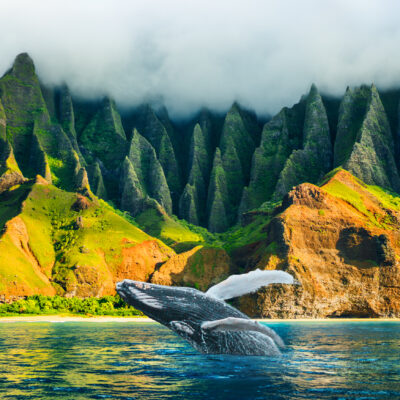 Whale Watching in Hawaii This Winter: Best Islands and Tours