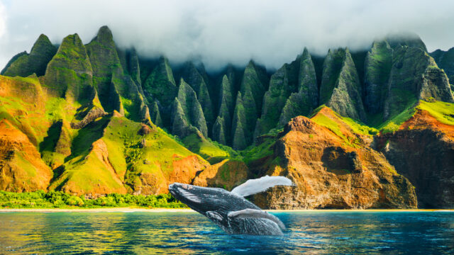 Whale Watching in Hawaii This Winter: Best Islands and Tours