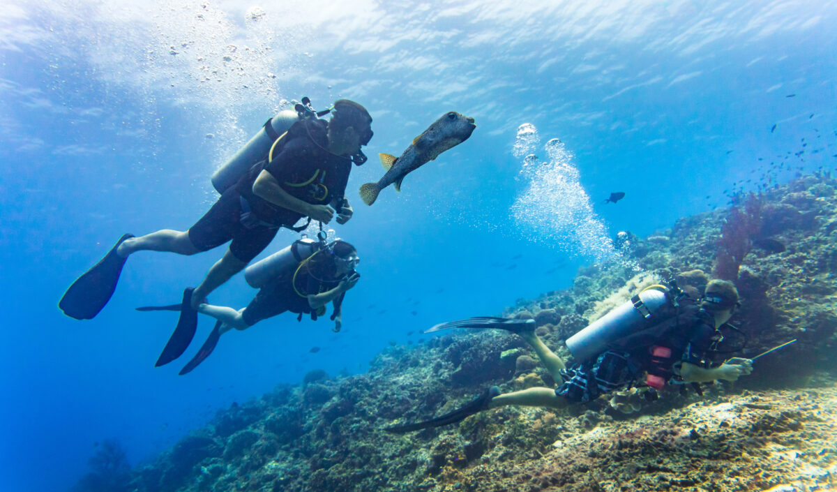 Blowfish accompanies group of tourists scuba diving at coral reef.