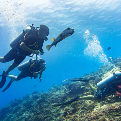 Best Caribbean Dive Sites: Wrecks, Reefs, and Big Marine Encounters