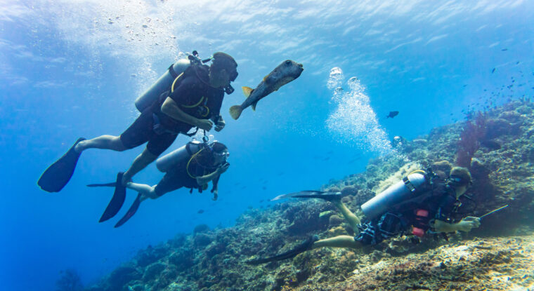 Blowfish accompanies group of tourists scuba diving at coral reef.