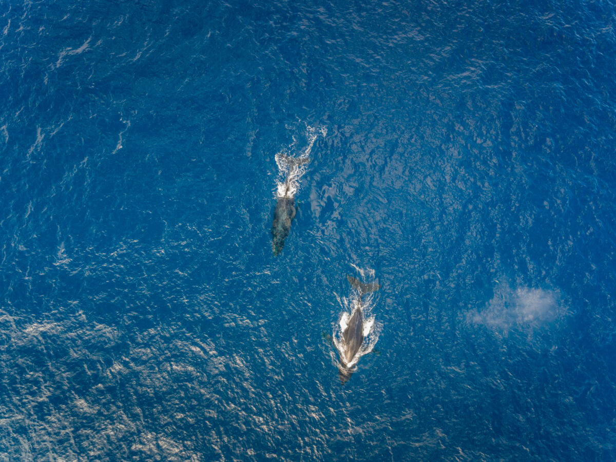Aerial view of two Humpback whales off the coast of Oahu Hawaii.