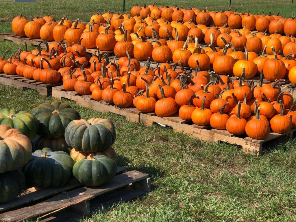 thompson farm pumpkin patch.