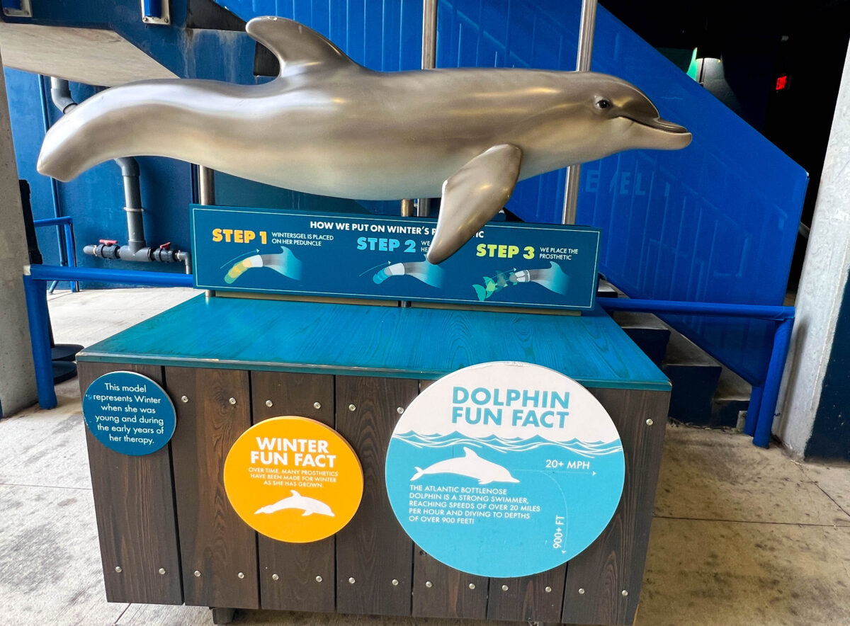 Winter the dolphin exhibit, Clearwater Marine Aquarium, Florida.