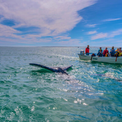 Spotting Blue Whales in Loreto: Inside Mexico’s Best Marine Wildlife Experience