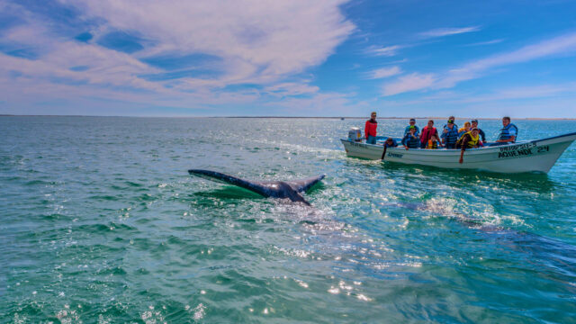 Spotting Blue Whales in Loreto: Inside Mexico’s Best Marine Wildlife Experience