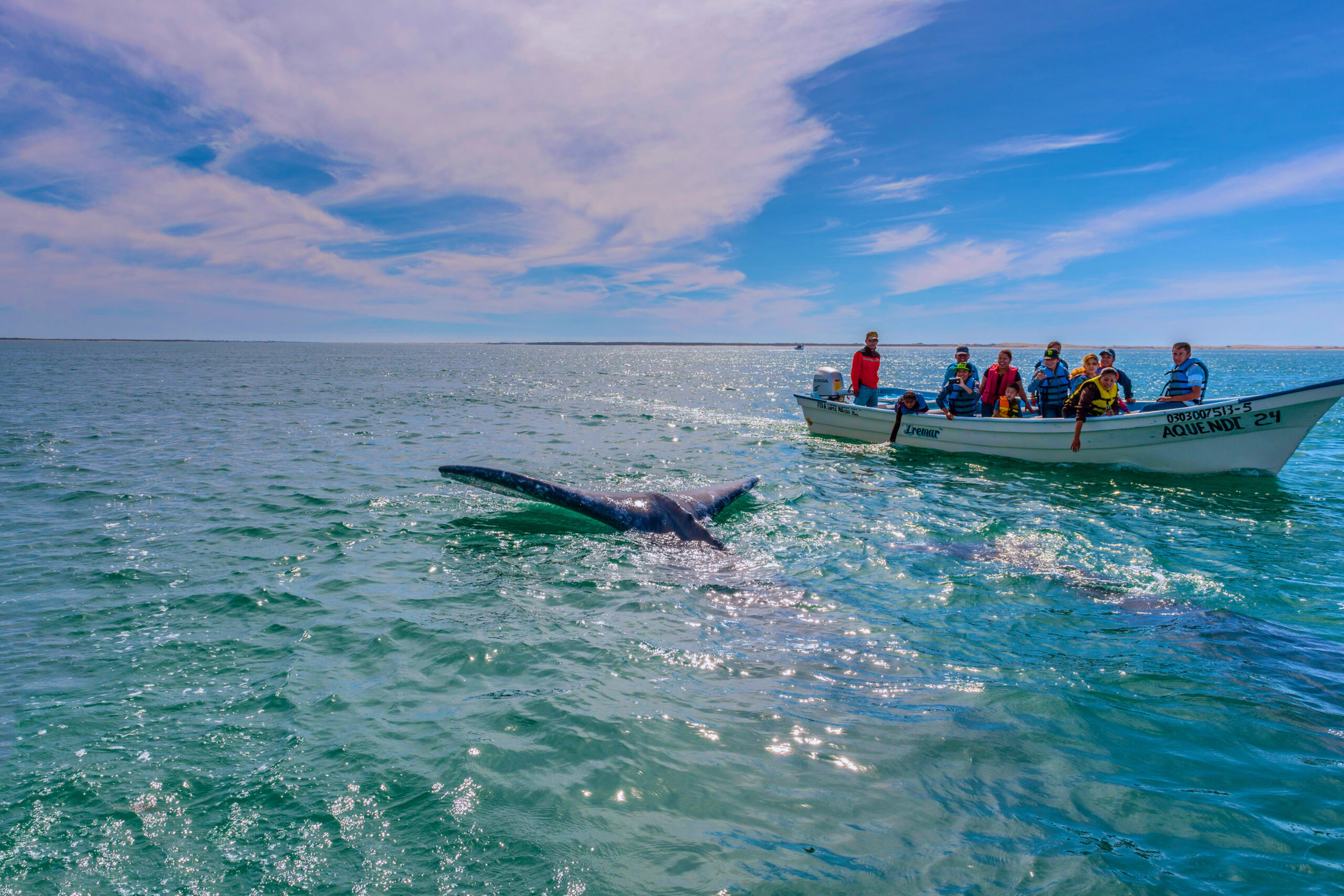 Spotting Blue Whales in Loreto: Inside Mexico’s Best Marine Wildlife Experience