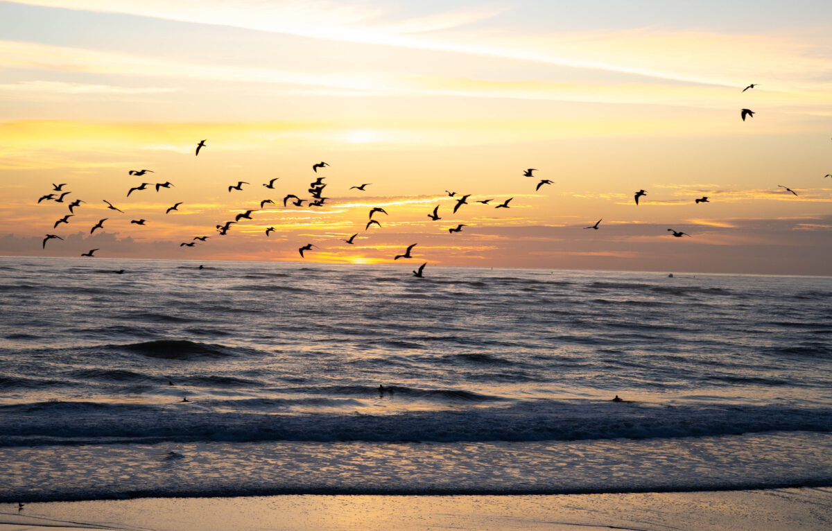 Lots of birds at sunrise, Vilano Beach Florida
