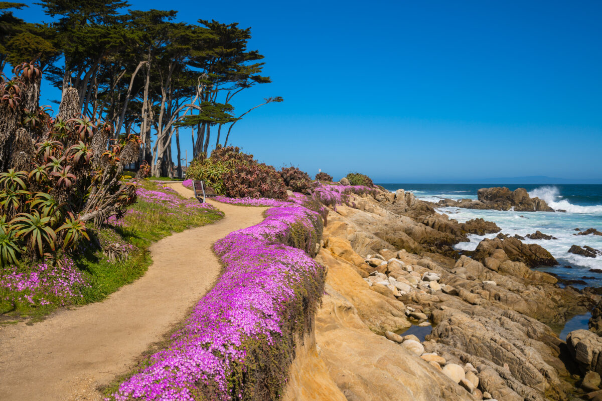 Purple wild flowers on Monterey beach California