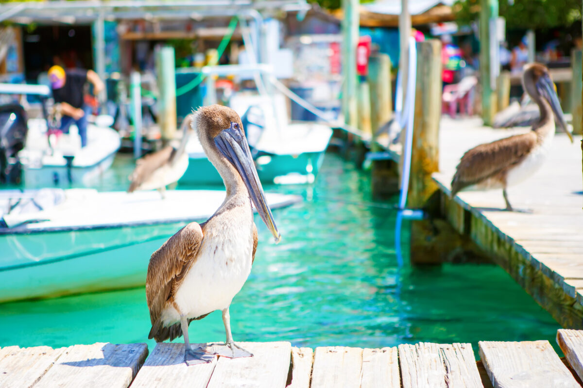 Big brown pelicans in port of Islamorada, Florida Keys. Waiting for fish at Robbie`s Marina