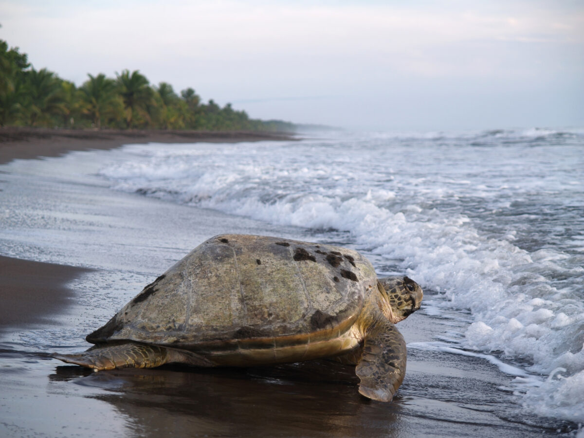 Sea turtle in Tortuguero National Park, Costa Rica