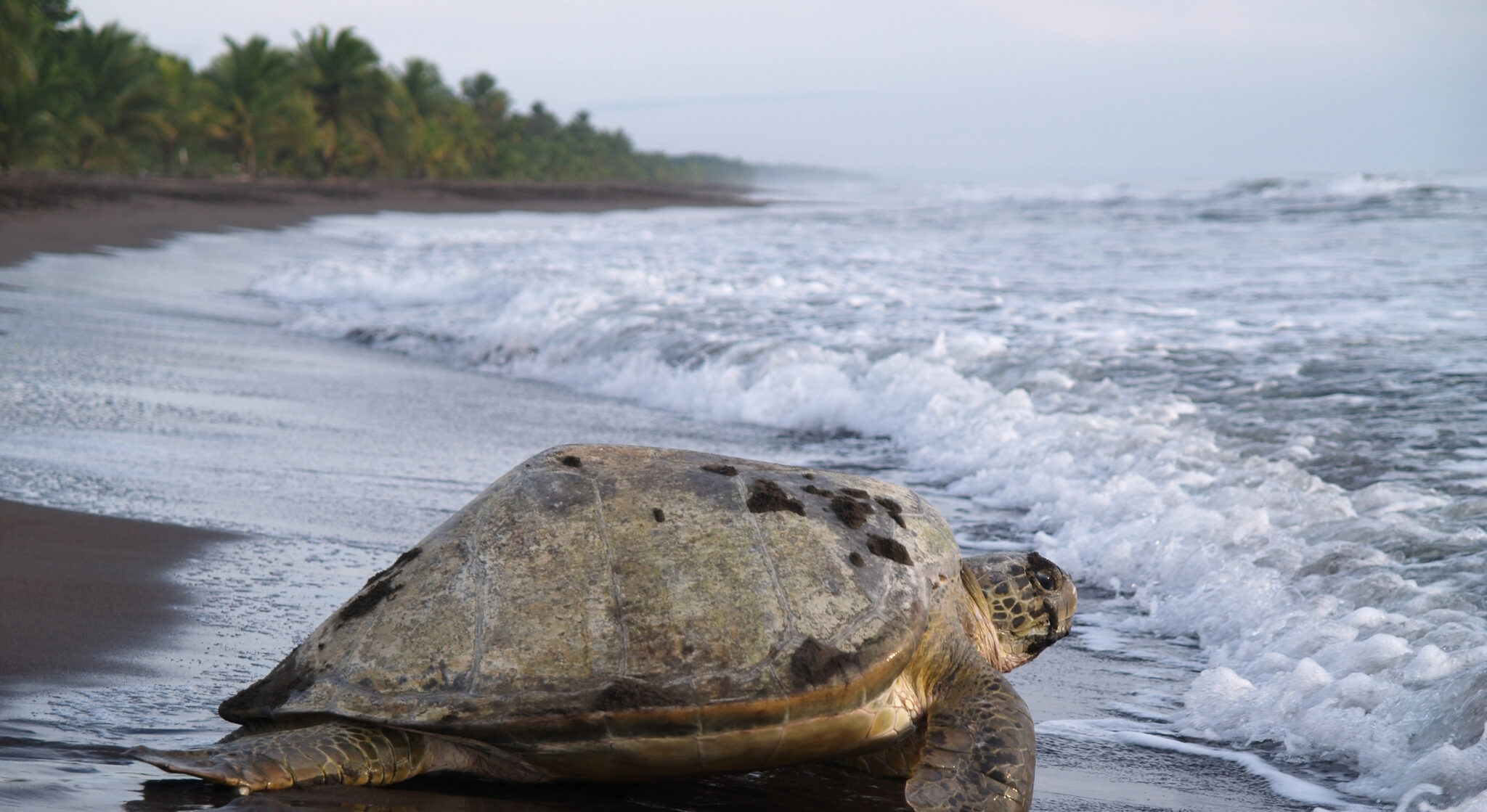 9 Beaches Where You Can Volunteer with Sea Turtle Hatchlings