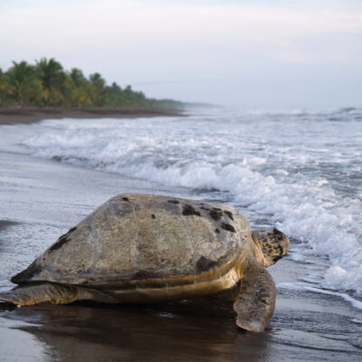 9 Beaches Where You Can Volunteer with Sea Turtle Hatchlings