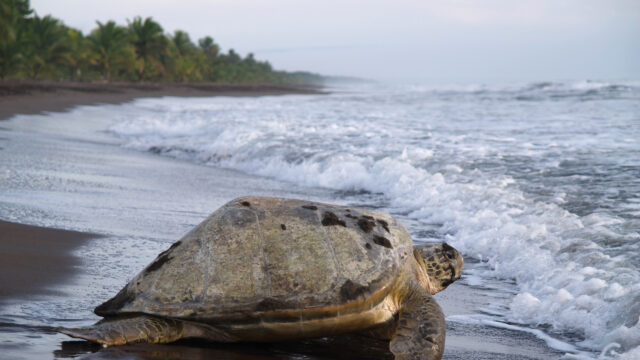 9 Beaches Where You Can Volunteer with Sea Turtle Hatchlings