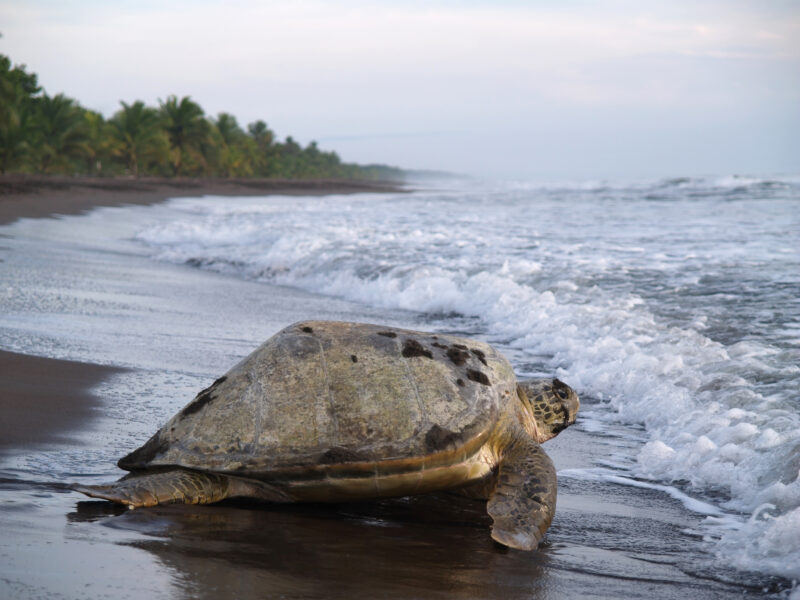 Sea turtle in Tortuguero National Park, Costa Rica