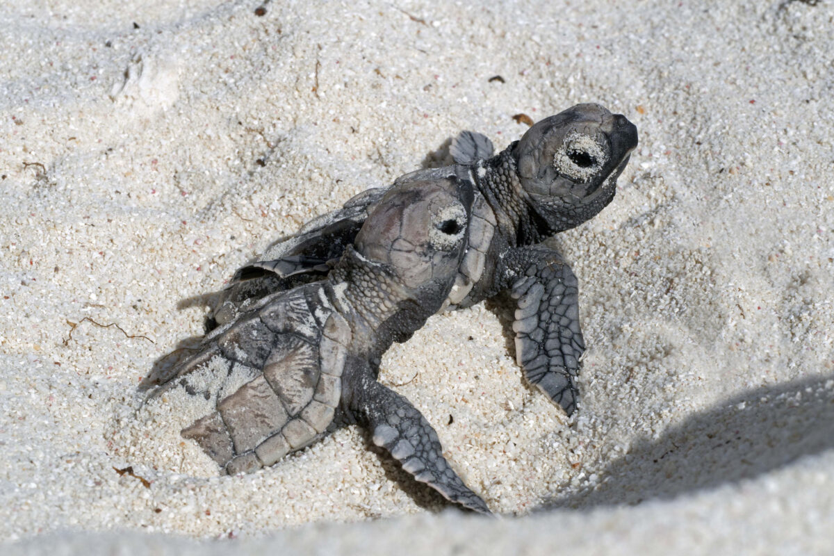Hatchlings on the beach Bonaire