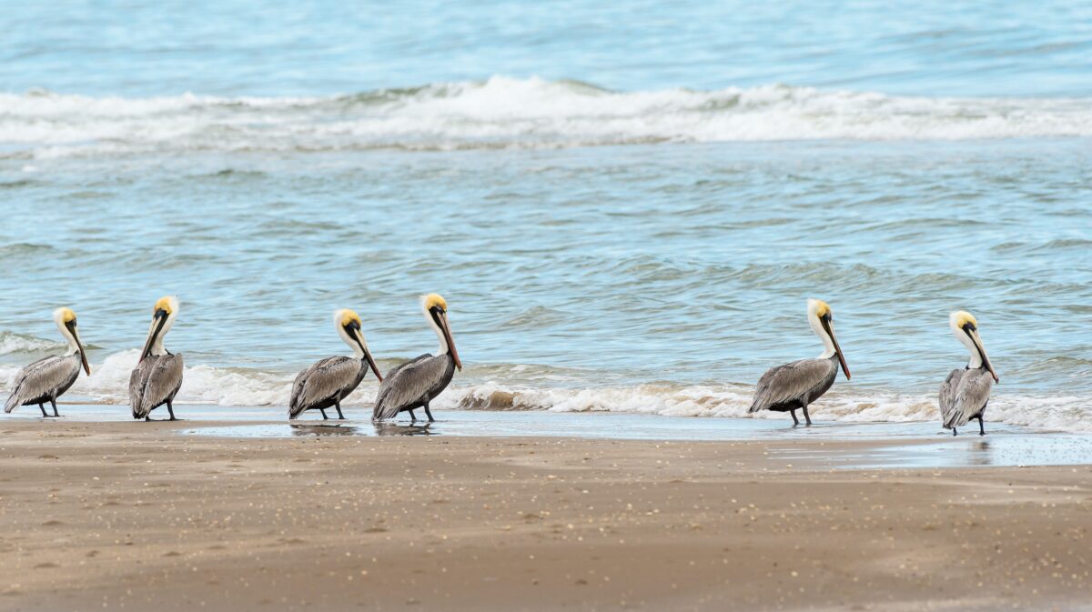 Padre Island National Seashore