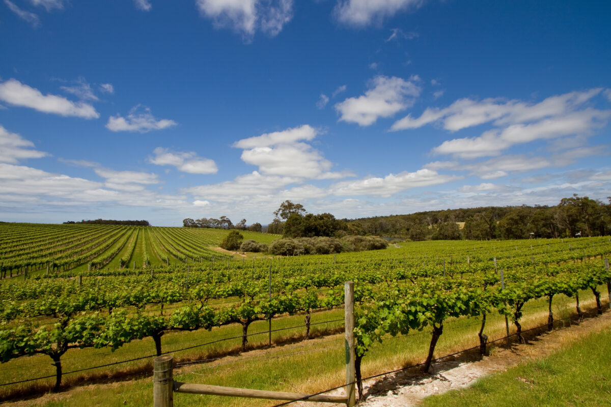 View of a vineyard, Margaret River, Australia