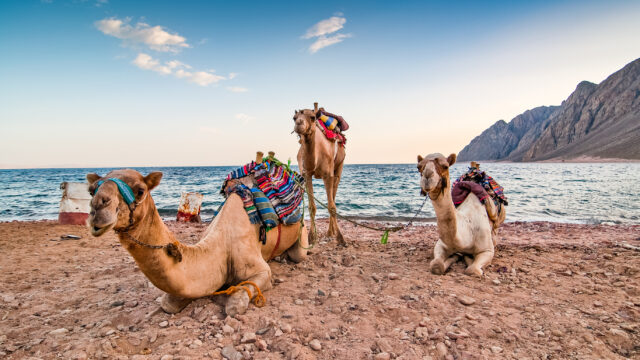 Dahab, Egypt: An Insider Guide to the Red Sea’s Coolest Beach Town