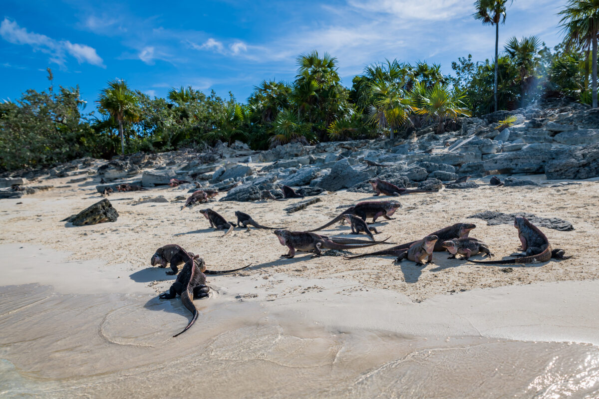 Great Guana Cay, Exuma, Bahamas