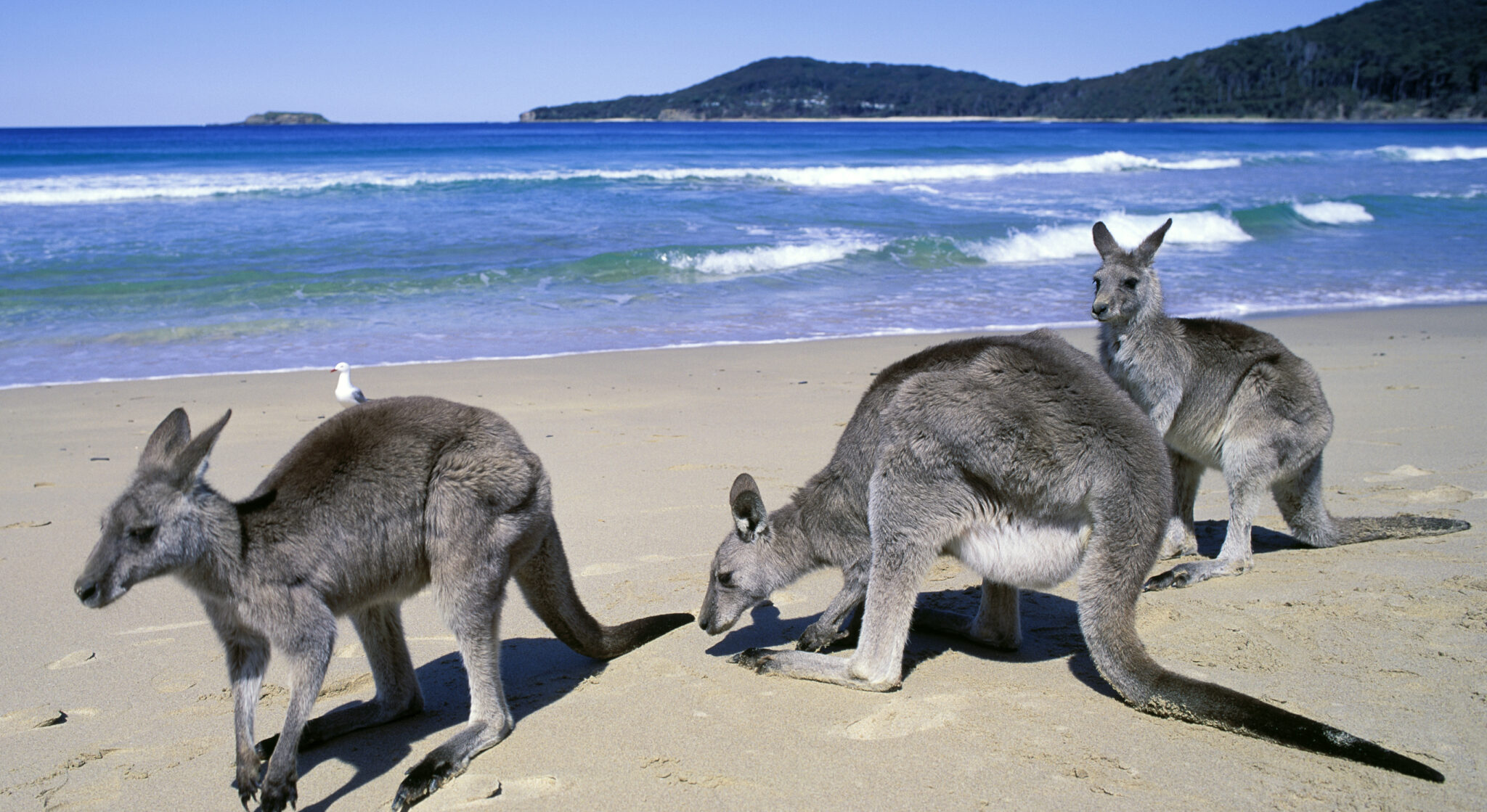 Where Wildlife Meets the Shore: Beaches With the Most Incredible Animal Sightings