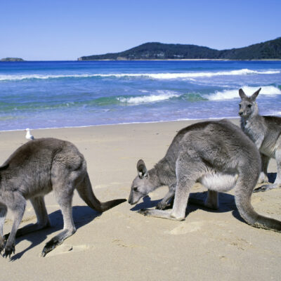 Where Wildlife Meets the Shore: Beaches With the Most Incredible Animal Sightings