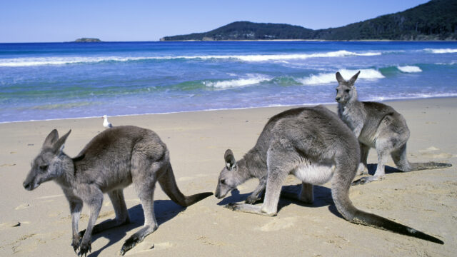 Where Wildlife Meets the Shore: Beaches With the Most Incredible Animal Sightings