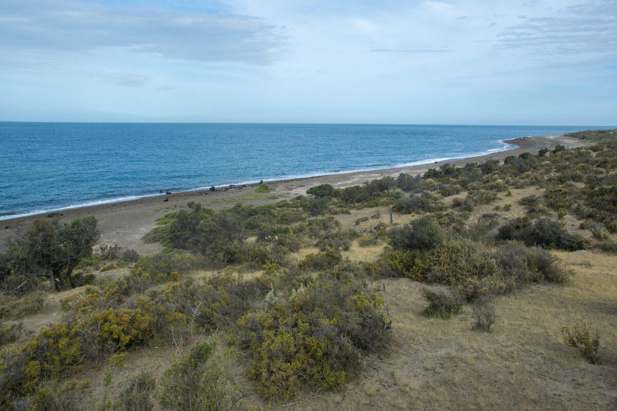 Punta Norte, Valdes Peninsula, Patagonia, Argentina