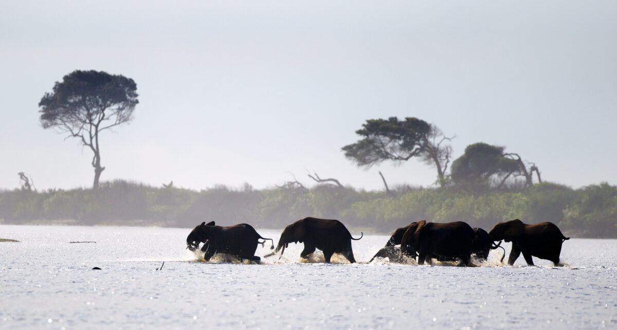 Loango National Park, Gabon elephants
