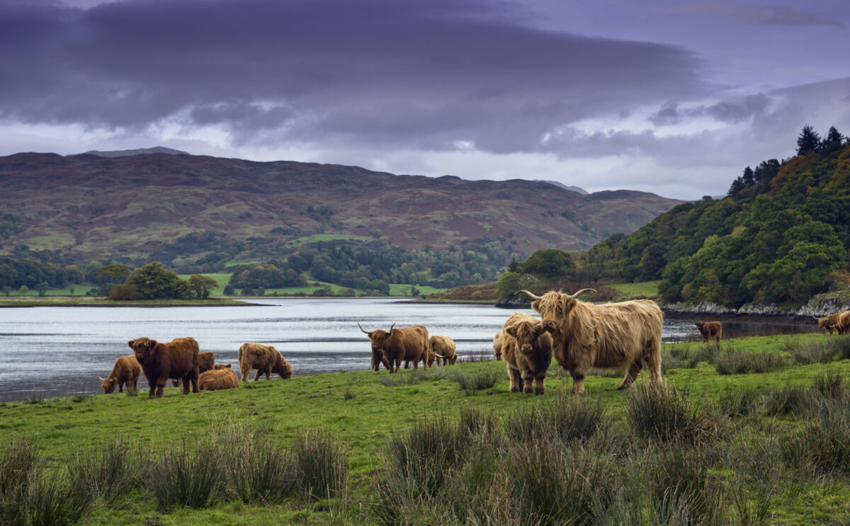 Highland Cattle on the banks of Loch Etive, Scotland