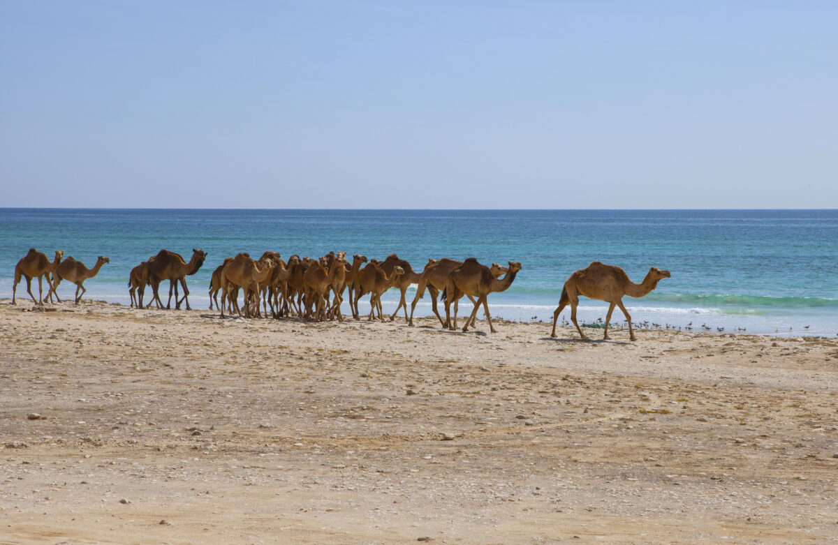 Camels on a beach, Dhofar, Oman
