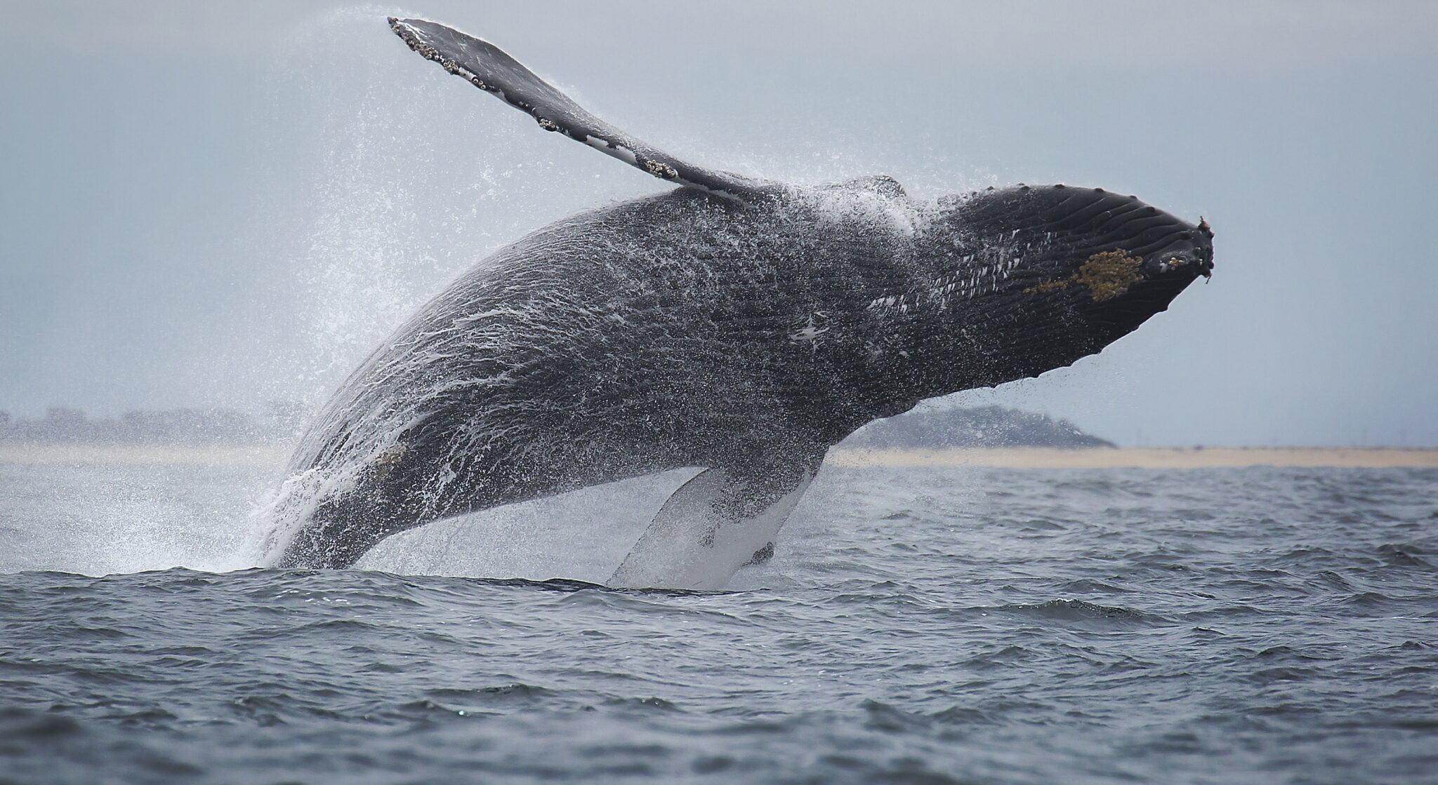 Monterey Bay Whale Watching Was Just Named a Must-Have Experience for 2026