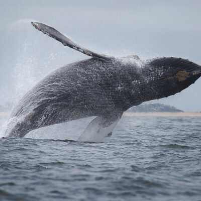 Monterey Bay Whale Watching Was Just Named a Must-Have Experience for 2026